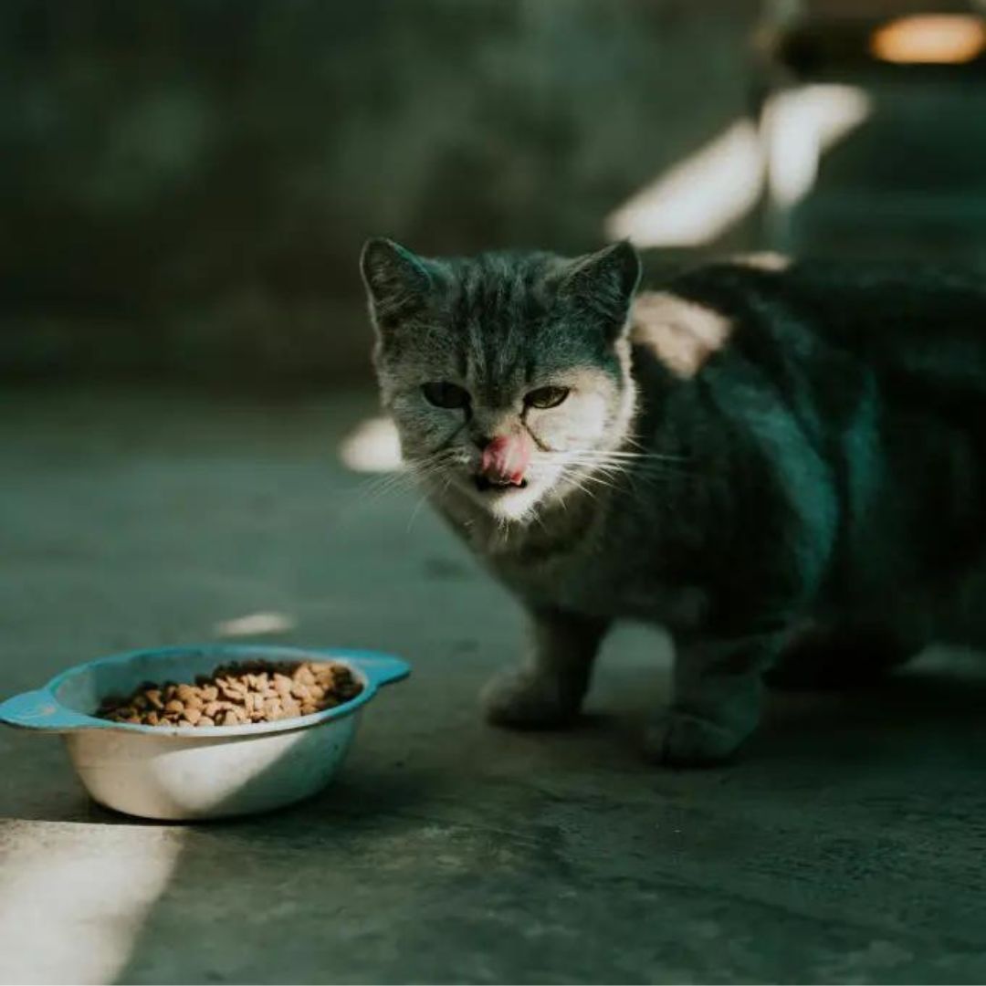 Can Cats Eat Dog Food With Wheat Gluten