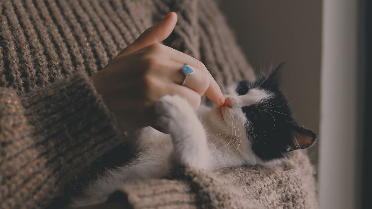 Thumbnail image for blog post: What does it mean when your cat headbutts you (and how to respond)?